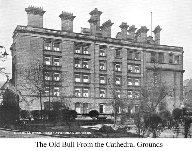 old bull from the Cathedral grounds.jpg