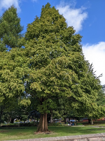 Dawn Redwood CT 450.jpg