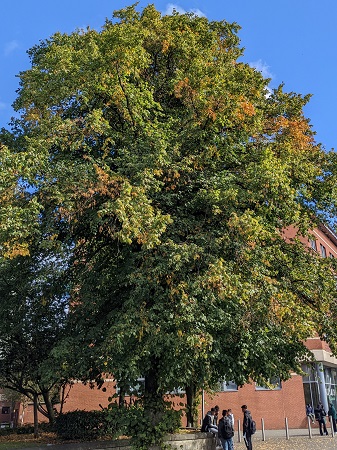 Large Leaved Lime tree CT 450.jpg