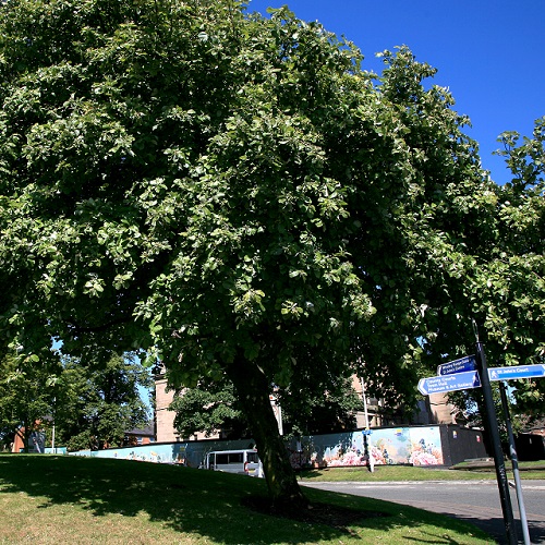 No 1 Whitebeam Victoria Grdns Aug 2022 500px for Ct.jpg