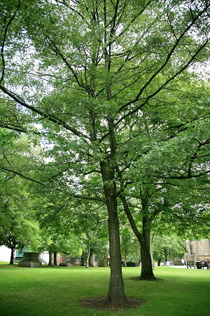 No 10 Cut Leaved Alder Cathedral Aug 2022 CT 450px.jpg