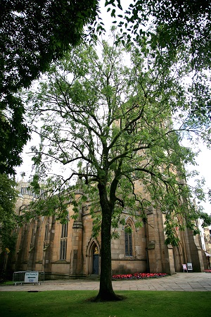 No 12 Common Ash Cathedral Aug 2022 CT 450.jpg