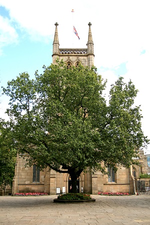 No 13 English Oak Cathedral Aug 2022 CT 450.jpg