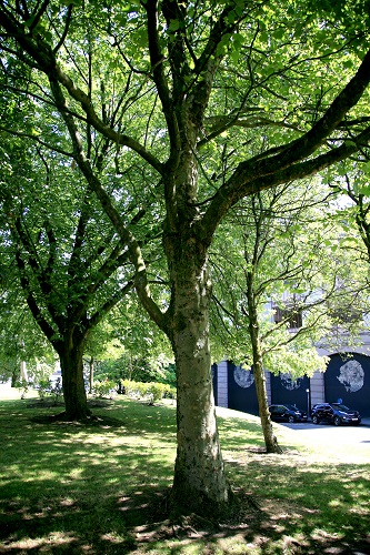 No 2 London Plane Victoria Grdns Aug 2022 500px for CT.jpg