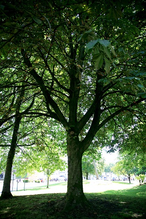 No 3 Horse Chestnut Victoria Grdns Aug 2022 450 CT.jpg