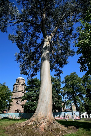 No 4 Cider Gum Eucalyptus Victoria Grdns Aug 2022 CT 450.jpg
