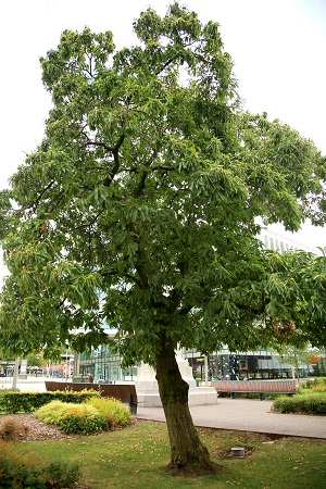 No 5 Sweet Chestnut Cathedral Aug 2022 CT 450px.jpg