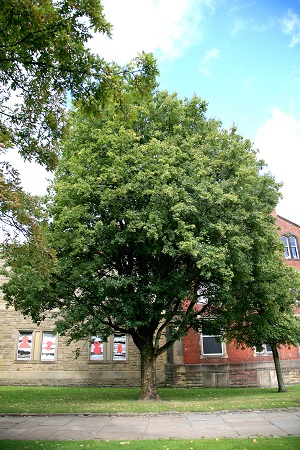 No 6 Field Maple Cathedral Aug 2022 CT 450.jpg