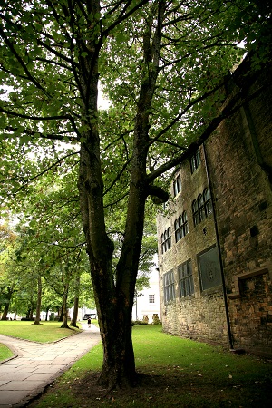 No 7 Common Sycamore Cathedral Aug 2022 CT 450.jpg