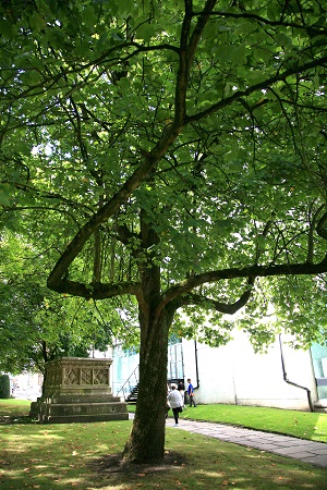 No 8 Tulip Tree Cathedral Aug 2022 CT 450.jpg