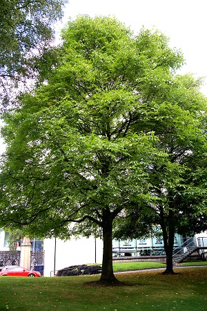 No 9 Walnut Tree Cathedral Aug 2022 CT 450.jpg