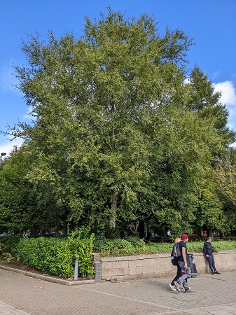 Silver Birch CT 450.jpg