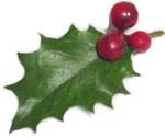 holly leaf.jpg