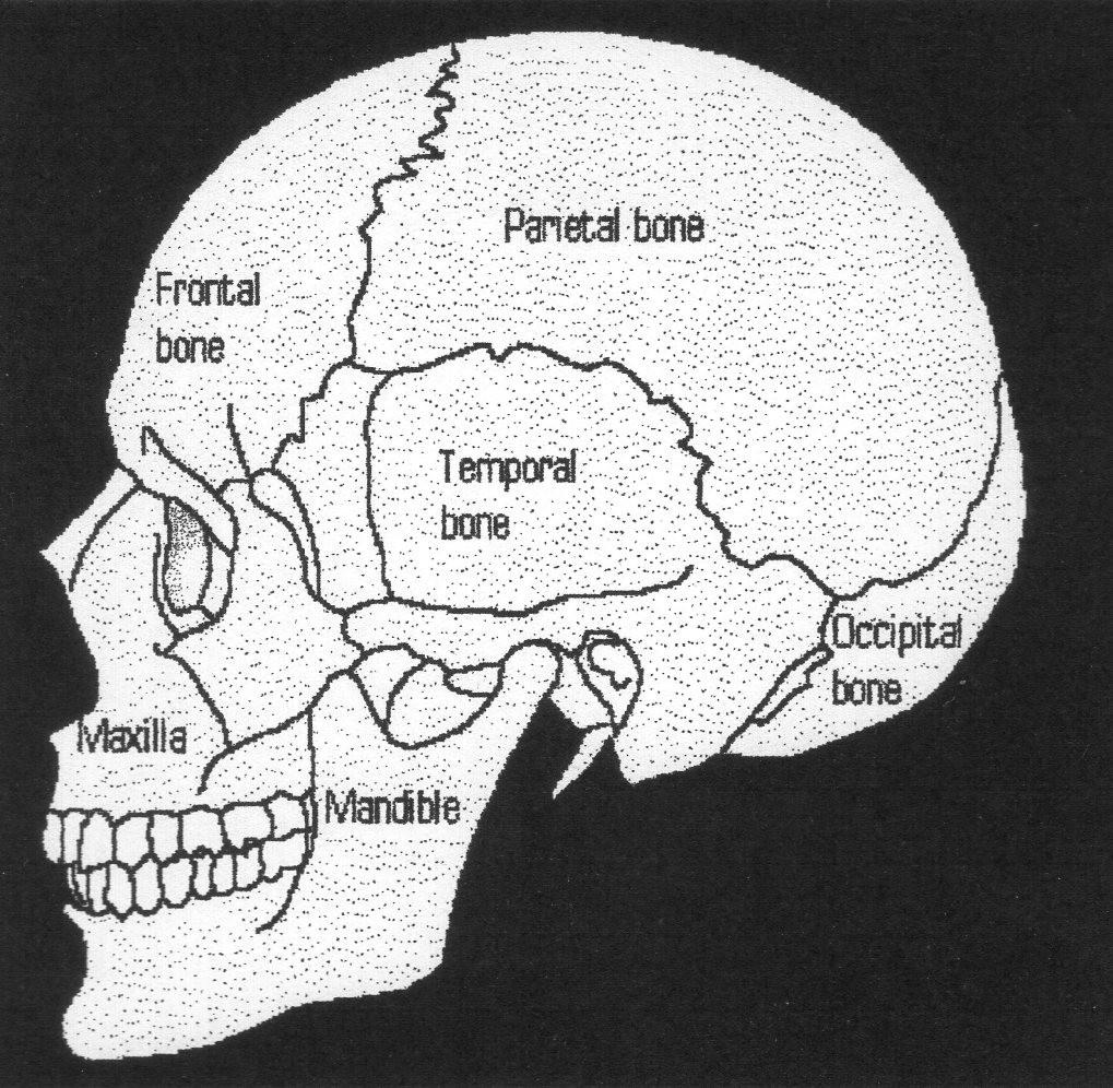 image 13 ct.jpg