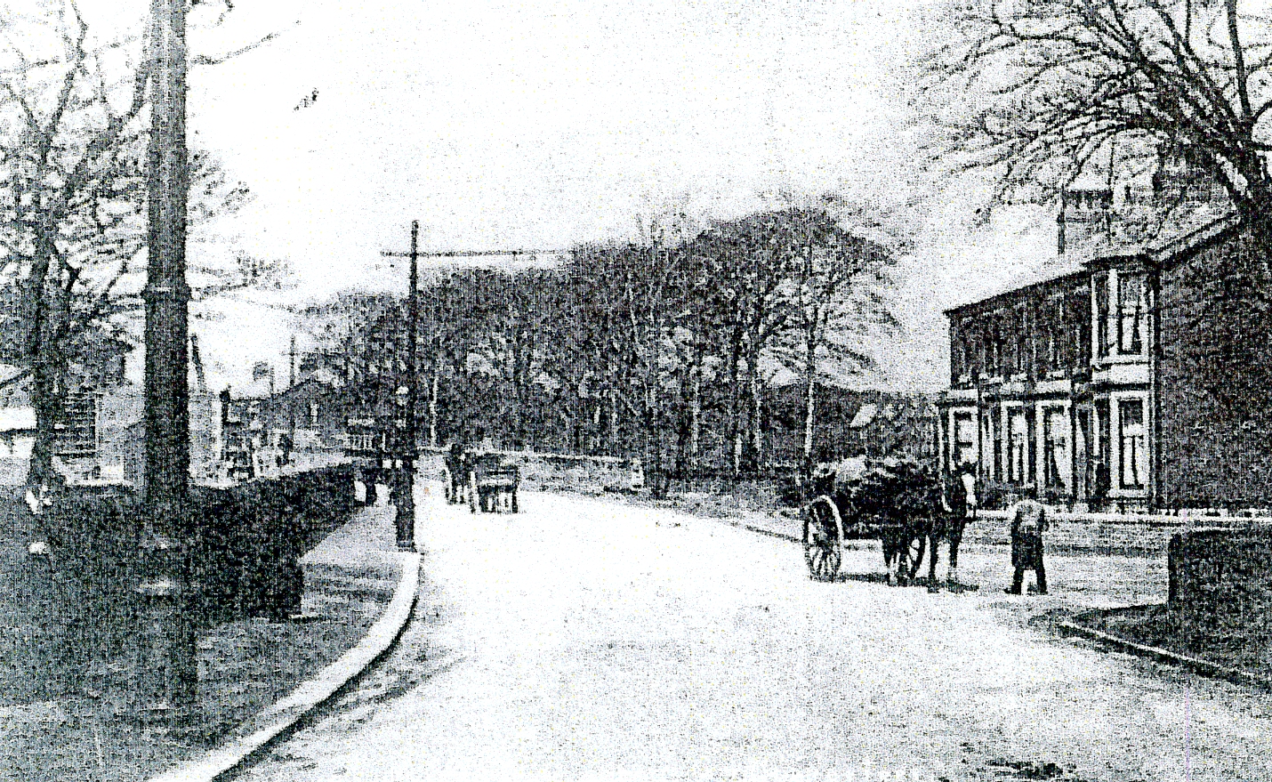 022 Preston old Rd Cherry tree 022 ct.jpg