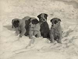 Pups.jpg