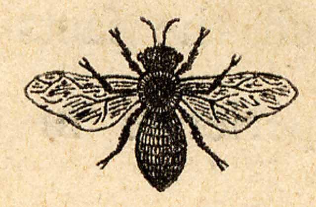 BeefromDarwenCottonRelBook.jpg