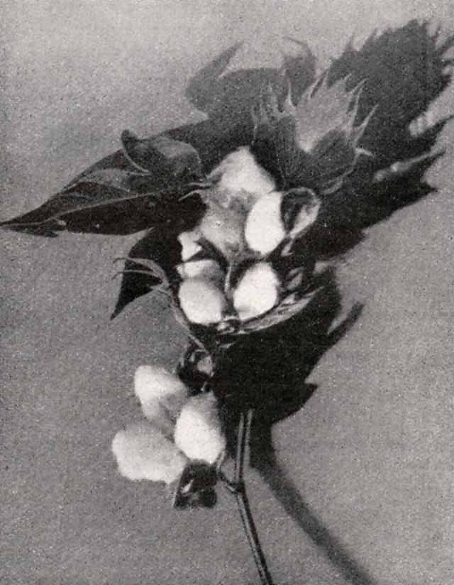 Cotton Branch.jpg