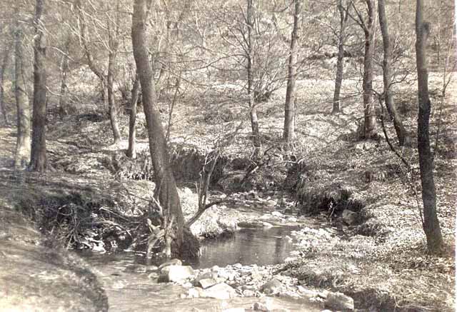 Shady Brook Sunnyhurst Wood.jpg