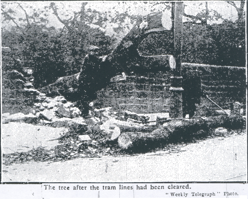uprooted by the storm.jpg